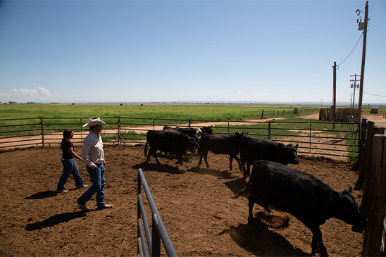 Decorative image of ranchers with cows in a paddock.
