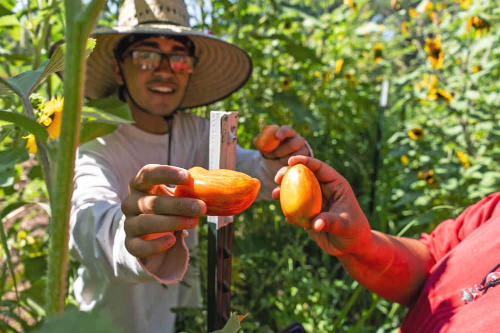 Young man in a hat standing in a tall field. He is holding an orange pepper up to the camera.